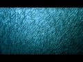 The Billion Sardine Dance! | Indian Ocean monsoon | Wild Arabia | BBC Earth