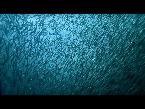 Video: Vilken ras är sardiner?