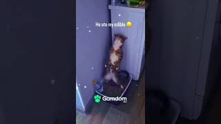This Is What Happens When A Cat Eats An Edible! Lol 💯 😭
