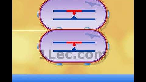 Bacterial Transformation