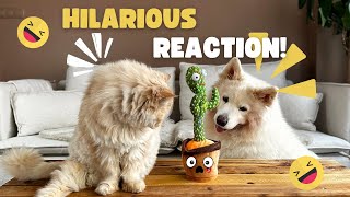 Funny Dog and Cat Reaction to Dancing Cactus | Funny Pet Moments