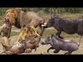 Warthog Join Forces To Defeat Mighty Lions To Rescue Calves In The Wild -  Lion Vs Warthog