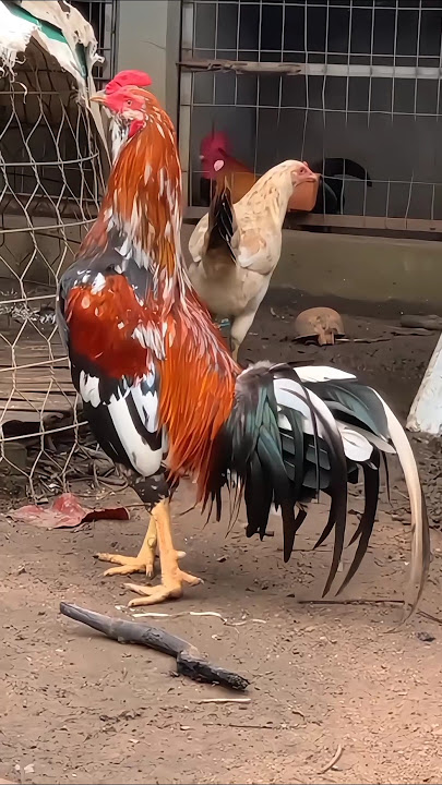 J:1451W. ❤️❤️ [3.2KG]