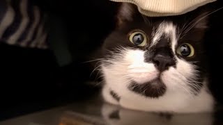 Cats stay chill at Daddy's closet. パパのクローゼットがモフモフな世界になっていました。 by Catz Club 1,929 views 3 months ago 1 minute, 3 seconds