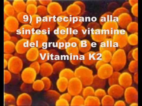 I Batteri Intestinali Amici della Salute