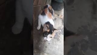 kasihan sudah habis makannya#kucingbelangtiga #cutecat ππ