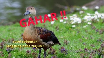 LUAR BIASA !!! Suara belibis alis kuning  #belibis birds #birdsong #birdspecies #birdsounds