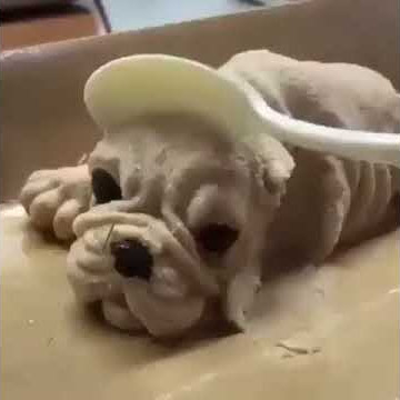 Dog Reaction to Cutting Cake - Funny Dog Cake Reaction | Black 🐶 Dog getting shocked.