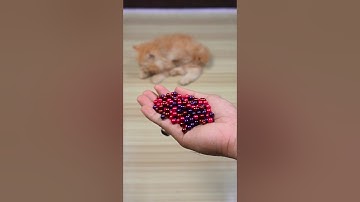 Funny Cat Barsik Beads 🟣🔴 Reverse Video / Cat sound | Cat videos #cat #funny #love