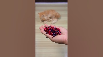 Funny Cat Barsik Beads 🟣🔴 Reverse Video / Cat sound | Cat videos #cat #funny #love