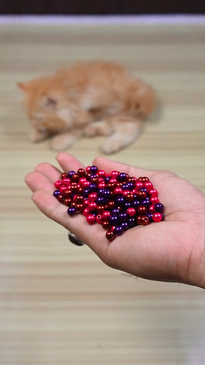 Funny Cat Barsik Beads 🟣🔴 Reverse Video / Cat sound | Cat videos #cat #funny #love