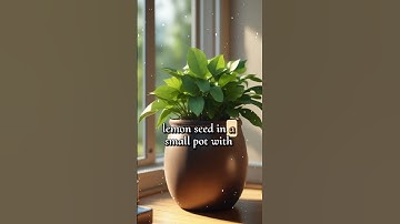 Transform Your Home with Indoor Lemon Trees  A Step by Step Guide to Growing Citrus!