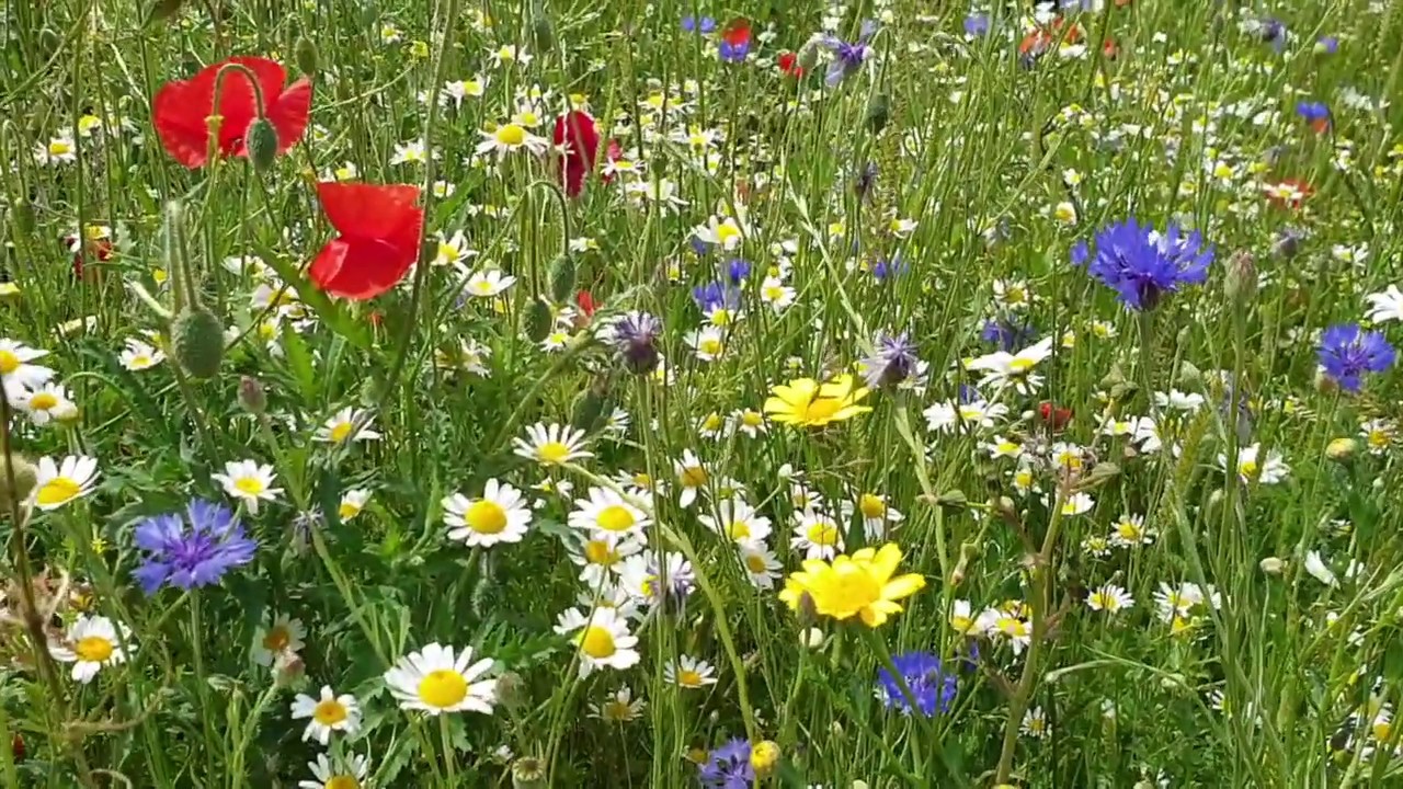 Cornflower Meadow Tour YouTube