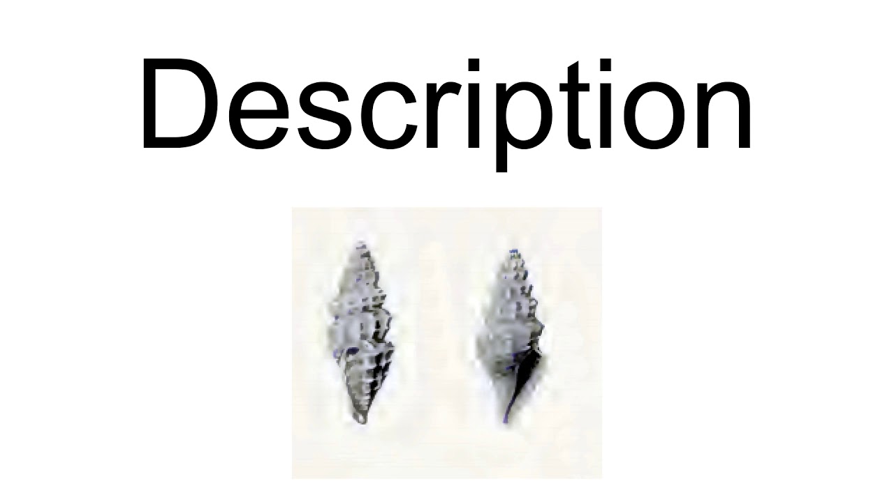 Guraleus Halmahericus