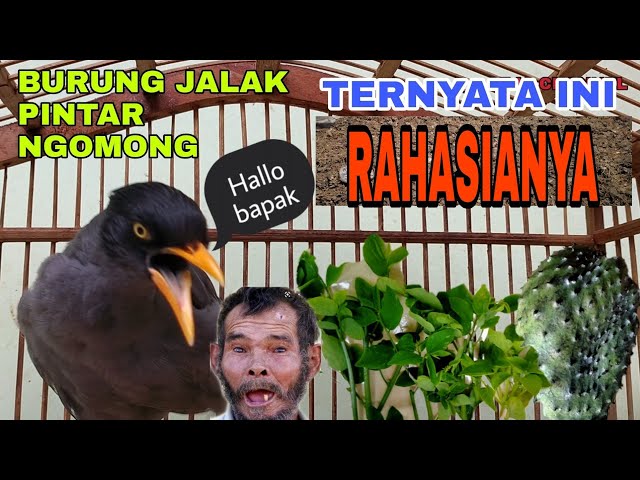 JALAK KEBO BISA NGOMONG  HALLO BAPAK ,UCAP SALAM  DAN BATUK class=