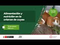 Alimentación y nutrición en la crianza de cuyes