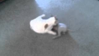 Part One - Fat Cat Pup Vs Hairless Cat