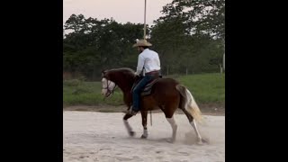 calentando y ensuavizando a potrillo de 3 años, ejercicios avanzados