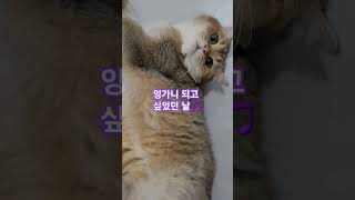 고냥이로 만들어찌~ (페로ver) #깃털유머 #cat #고양이