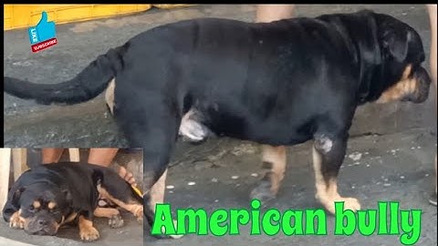 wow beautiful doggie 🫣❤️