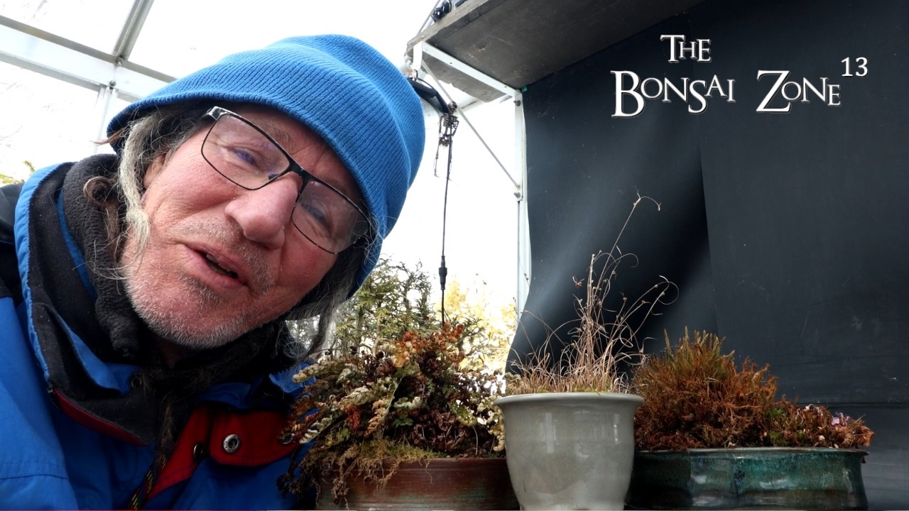 Working on My Accent Plants, The Bonsai Zone, Feb 2026