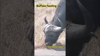 #big5 #animal #evenetmakukule #worldlionday #wildlife #shortvideo