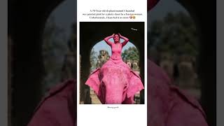 𝐕𝐢𝐫𝐚𝐥 𝐏𝐢𝐧𝐤 𝐞𝐥𝐞𝐩𝐡𝐚𝐧𝐭 𝐢𝐬 𝐧𝐨 𝐦𝐨𝐫𝐞💔🤬 #punkelephant #animals #care