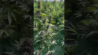 Review Of The Stani Cherries - Trop Cherry X Stani Chitral Kush .Cha.educationseeds