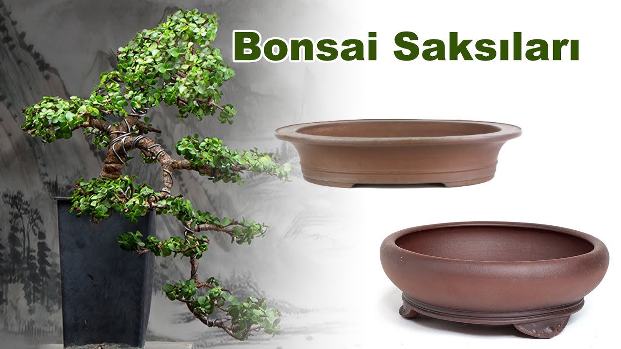 Bonsai'de Olmaz ise Olmaz En nemli Malzeme Bonsai Sakslar