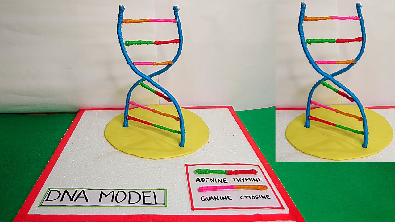 Dna 3d Model Project How To Make Easy Dna Model Easy Dna Model Making Idea Dna Model Project Youtube