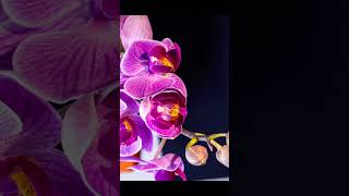 Phalaenopsis Orchid Blooming in Slow Motion