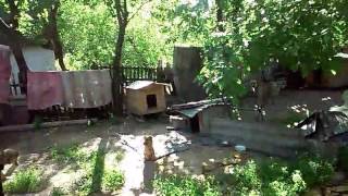 Жмеринка приют животных инвалидов SOS +380970373355 нужна любая ваша помощь Жмеринка приют животных инвалидов SOS +380970373355 нужна любая ваша помощь