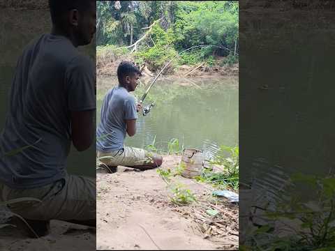 ලොකු මාළු බිලී පිත්තෙන් අල්ලන 🎣 Fishing With Suresh #shortvideo  Sri Lanka River Fishing Catching