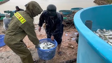 Giải Cứu Cá Chim Xuân Cảnh || Bà Con Thiệt Hại Nặng Nề 