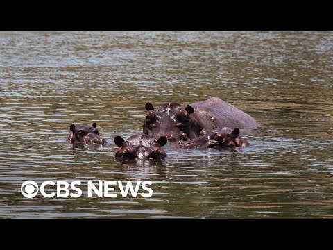 Decades after Pablo Escobar brought hippos to Colombia, country now dealing with dozens of them