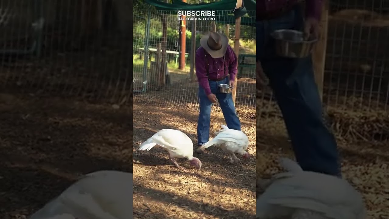 Turkey Care and Feeding 