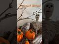 Graveyard  wreath for halloween decorations  wreathtutorial halloween halloween2023 youtube