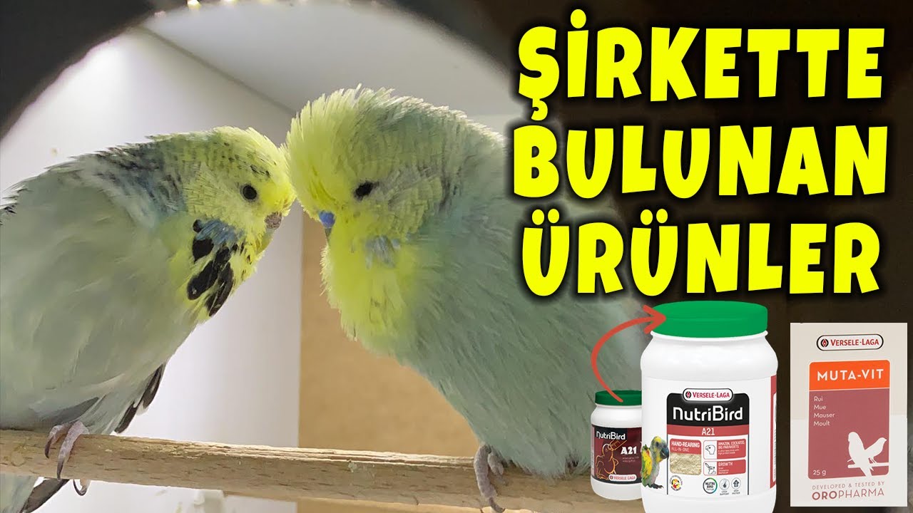 KARADENİZ PET SİTEMİZ DEKİ MALZEMELER ? MUHABBET KUŞU ÜRÜNLERİN TANITIMI