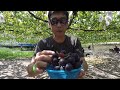 EXCELENTE IDEIA PARA PRODUTORES DE UVAS NO BRASIL - VIDEIRAS NO JAPÃO