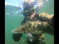 Подводная охота на Судака. Озеро Аслыкуль в Башкирии. Новинки подводной охоты 2022.