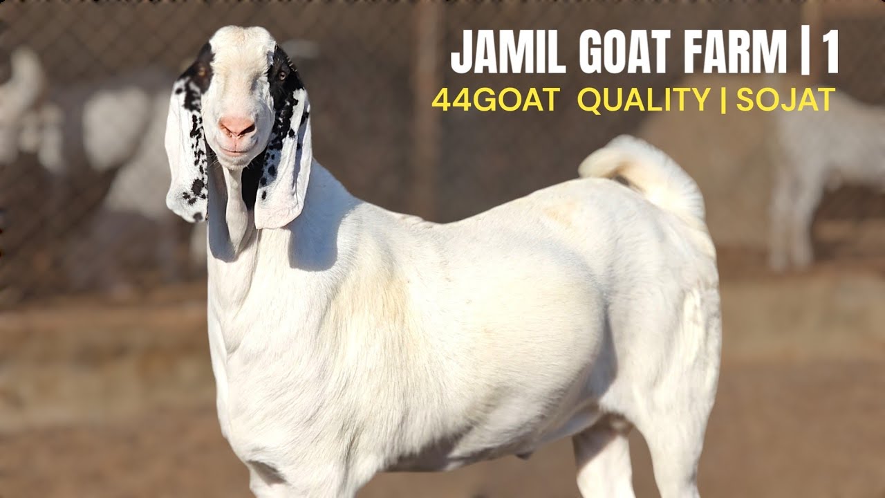 EK DEKHOGE DUSRA BHUL JAOGE | JAMIL GOAT FARM | SADIKPUR | VADNAGAR, GUJARAT