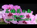 石楠花の雨/青山新/cover kuritaro2574