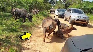 Las Batallas Mas Épicas De Animales #2 - Leopardo vs Bufalo - Tortuga vs Leon