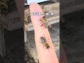 蜂蜜ではち切れそうな蜂 #ニホンミツバチ #昆虫観察
