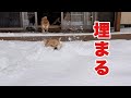 大雪で雪のプールと化したお庭にダイブしたら溺れかけた柴犬が可愛い