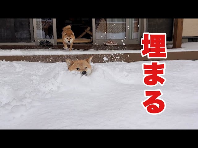 大雪で雪のプールと化したお庭にダイブしたら溺れかけた柴犬が可愛い class=