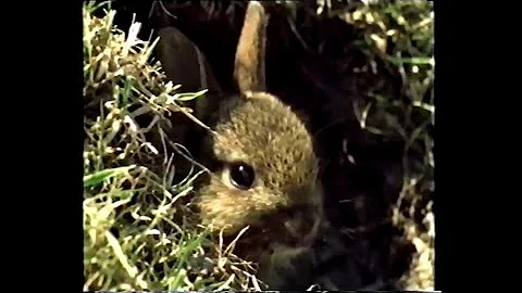 Merle Bardenoir - Jour parfait (Peter Rabbit Frenc...