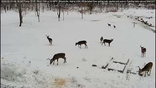 Buck Legends of the Deer Pantry together, Vincent, Lefty & Braveheart by Geo  3,238 views 3 months ago 3 minutes, 6 seconds