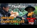 Oregon Chanterelle Hunting - The Golden Valley