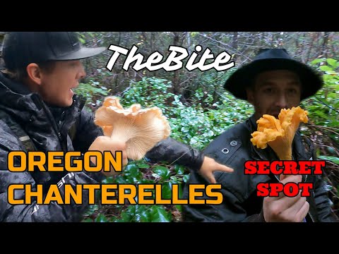 Video: Dorada Với Chanterelles